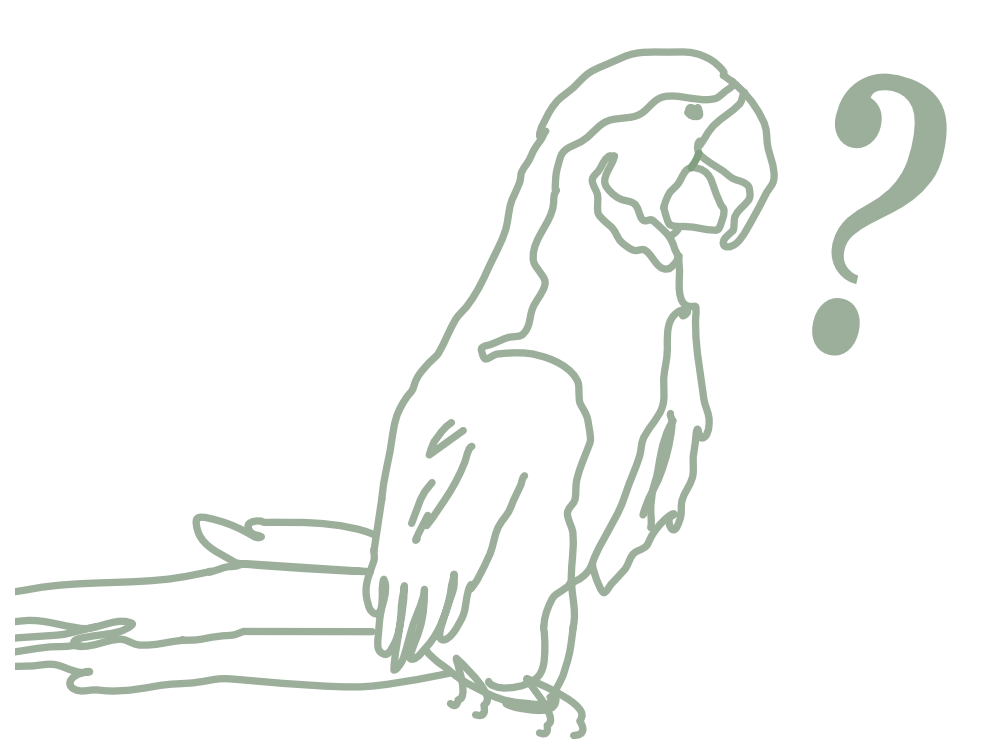 Le perroquet Laverdure assis